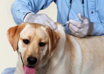 ხონში ცოფის ვირუსი დაფიქსირდა