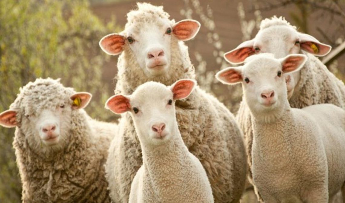 კასპში მგლებმა ცხვრის ფარა გაანადგურეს