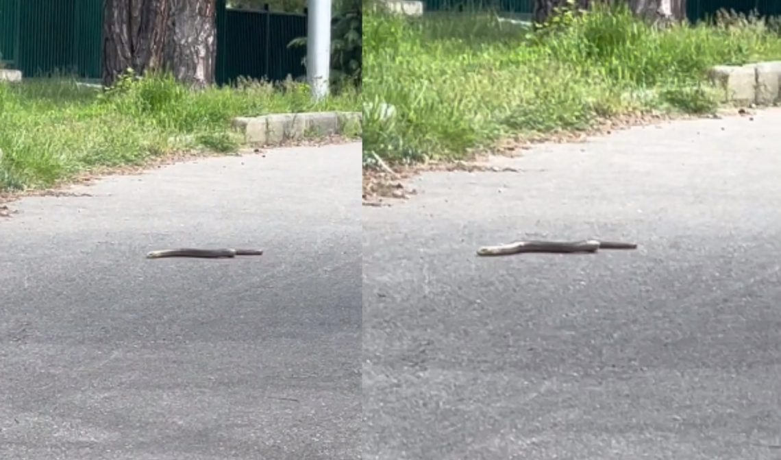 🎥 ლისის ტბაზე დიდი ზომის ქვეწარმავალი გამოიჭირეს – შემზარავი კადრები ადგილიდან