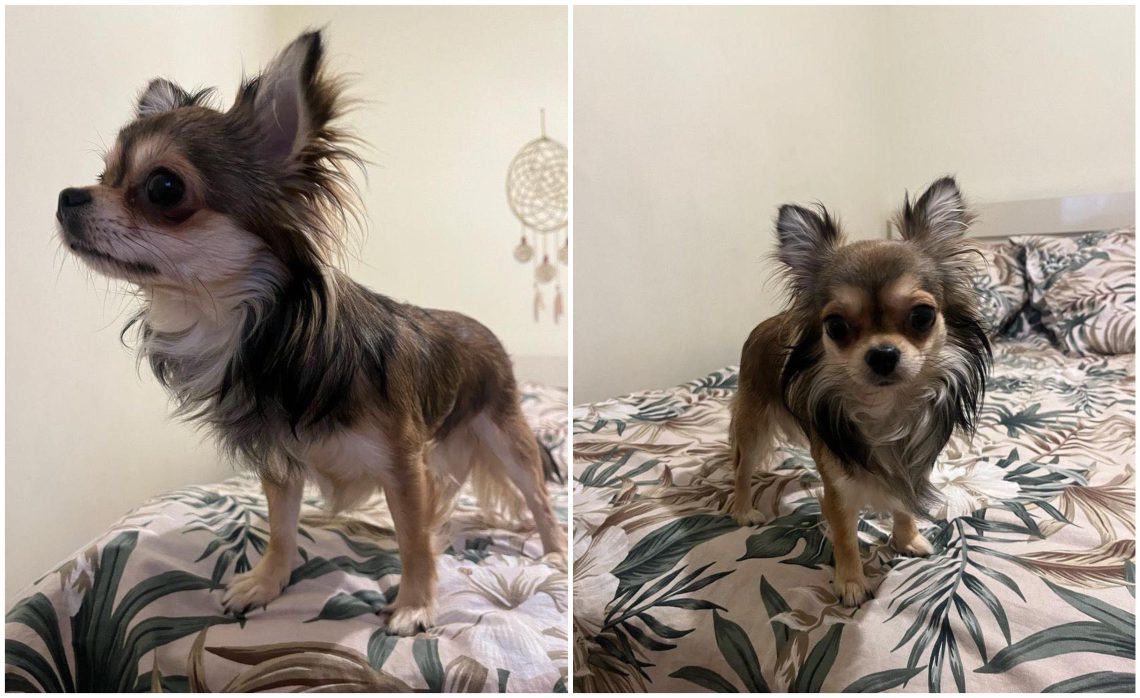 იძებნება ძაღლის პატრონი – დაიკარგა ჩიხუახუა