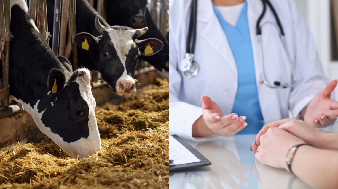 ასპინძაში ბრუცელოზი 12 ადამიანს დაუდასტურდა