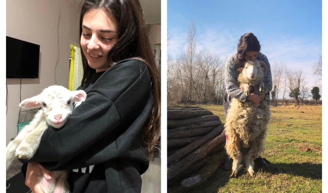 “როგორც ძაღლი, ისე ცხოვრობდა, ბალახის ჭამაც კი არ იცოდა“ – ტასო ლოსაბერიძე ცხვარს 6 თვე კორპუსის ბინაში ზრდიდა