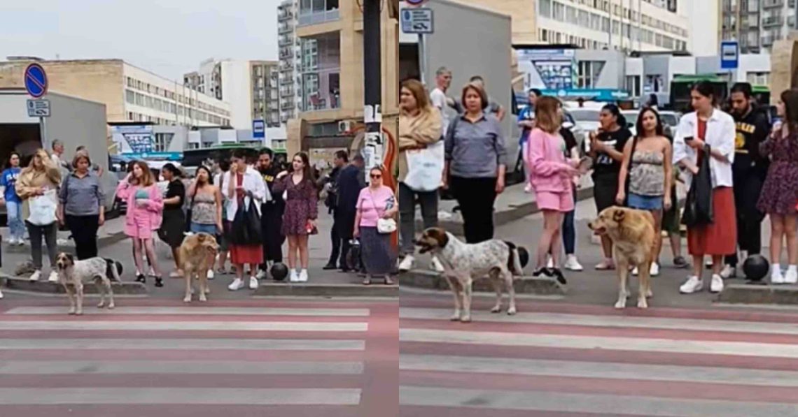 VIDEO: გლდანელი ძაღლები შუქნიშანს ელოდებიან, რათა ზებრაზე გადავიდნენ – მერაბ მეტრეველის მიერ გადაღებული კადრები, სადაც ცხოველის გონიერება გაგაკვირვებთ