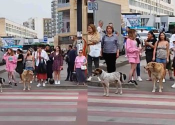 VIDEO: გლდანელი ძაღლები შუქნიშანს ელოდებიან, რათა ზებრაზე გადავიდნენ – მერაბ მეტრეველის მიერ გადაღებული კადრები, სადაც ცხოველის გონიერება გაგაკვირვებთ