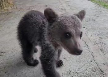 🎥 VIDEO: “ბრაკონიერობის კიდევ ერთი შემზარავი შედეგი” – დათვის დაობლებული ბელი რაჭიდან