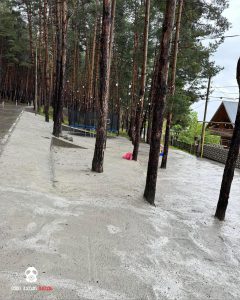 📷 PHOTO: სურამში ნაძვები დააბეტონეს - რა ფოტო ვრცელდება სოციალურ ქსელში