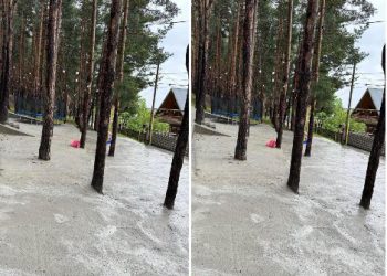 📷 PHOTO: სურამში ნაძვები დააბეტონეს – რა ფოტო ვრცელდება სოციალურ ქსელში