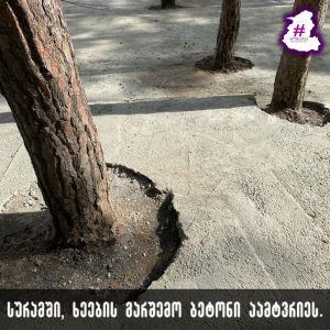 📷PHOTO: საზოგადოების აღშფოთების შემდეგ, სურამში დაბეტონებული ხეების გარშემო ბეტონი ამოამტვრიეს