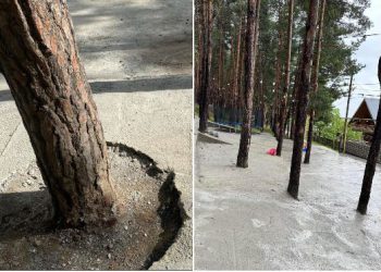 📷PHOTO: საზოგადოების აღშფოთების შემდეგ, სურამში დაბეტონებული ხეების გარშემო ბეტონი ამოამტვრიეს