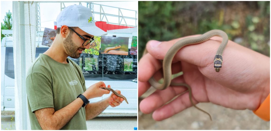 როგორ უნდა ამოვიცნოთ შხამიანი გველი და რა უნდა გავაკეთოთ თუ ქვეწარმავალმა გვიკბინა – რჩევები სპეციალისტისგან