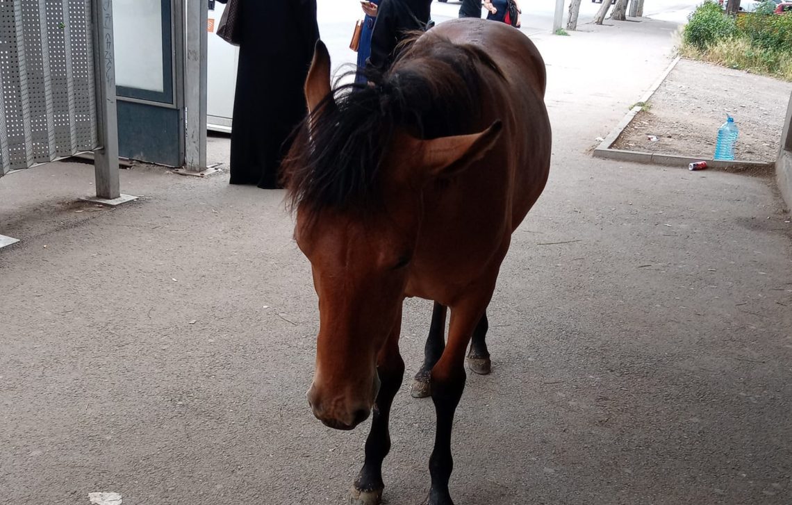“დაღლილი ცხენიც ტრანსპორტს ელოდება” – რა ფოტო ვრცელდება სარაჯიშვილის მეტროს ტერიტორიიდან