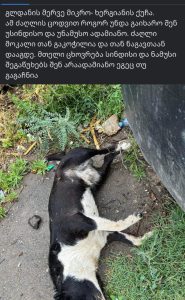 PHOTO +18: "ძაღლი გაკოჭე და მოკალი... მისი ცოდვით როგორ უნდა გაიხარო, უსინდისო" - რა შემზარავი ფოტო ვრცელდება გლდანიდან