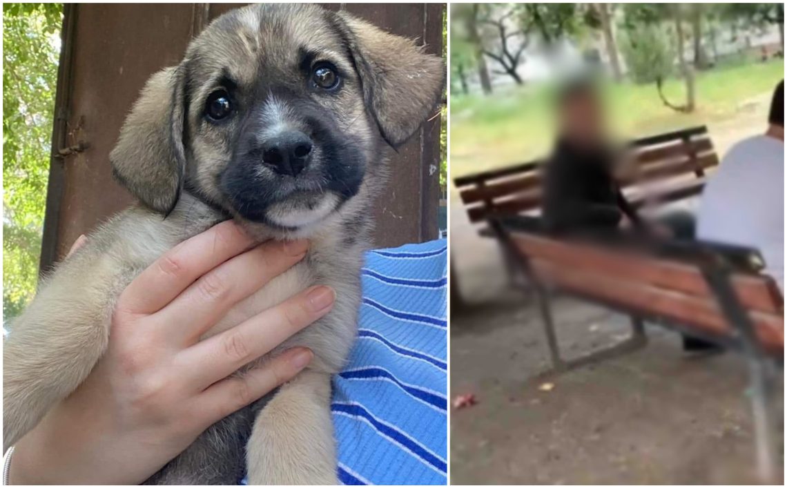 ზოოფილიის სავარაუდო ფაქტი რუსთავში – ძალადობის მსხვერპლ ლეკვს ცხოველთა დამცველებს არ ატანენ