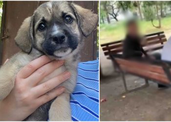 ზოოფილიის სავარაუდო ფაქტი რუსთავში – ძალადობის მსხვერპლ ლეკვს ცხოველთა დამცველებს არ ატანენ