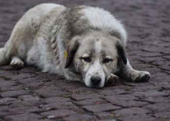 “მამაკაცმა არასრულწლოვანთა თვალწინ ძაღლი იარაღით მოკლა” – რა მოდა ვაზისუბანში
