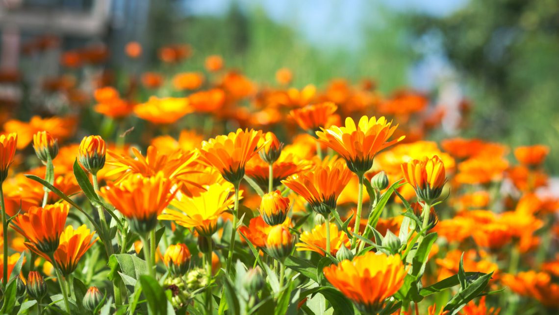 გულყვითელას სამკურნალო თვისებები