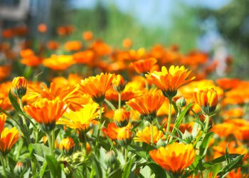 გულყვითელას სამკურნალო თვისებები