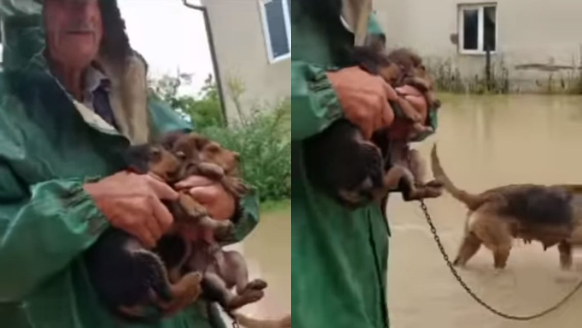 VIDEO: ბაბუამ სტიქიის ზონიდან, მეძუძური ძაღლი და ლეკვები გადაარჩინა – ემოციური კადრები ხობიდან