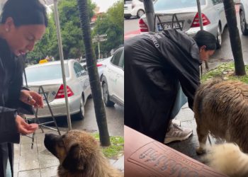 🎥 ლელა წურწუმიას უანგარო სიყვარული ცხოველების მიმართ – ნახეთ როგორ დააპურა მომღერალმა მიუსაფარი ძაღლი