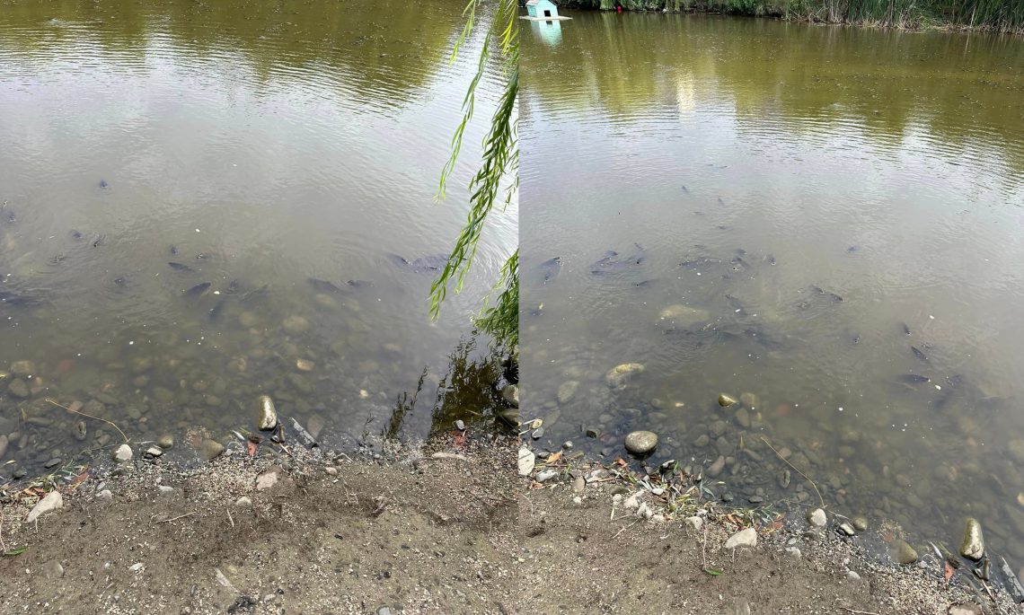 ๐ฅ โแแแแฃแ แแก แแแ แแจแ แแแแแแแ แแฎแแชแแแโ – แกแแชแแแแฃแ แฅแกแแแจแ แกแแแแแแแจแ แแแคแแ แแชแแ แแ แชแแแแแแ