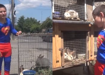 🎥 8 წლის გორელი ფერმერი, რომელსაც კულდღლები ჰყავს მოშენებული და ახლა მათი რეალიზაციით არის დაკავებული