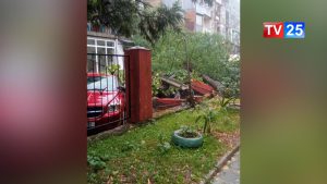 მოგლეჯილი ხეები და დაზიანებული მანქანები - სტიქია ბათუმში