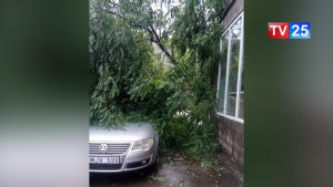 მოგლეჯილი ხეები და დაზიანებული მანქანები - სტიქია ბათუმში