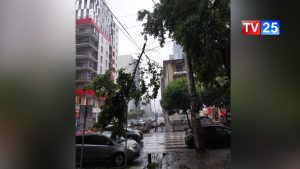 მოგლეჯილი ხეები და დაზიანებული მანქანები - სტიქია ბათუმში