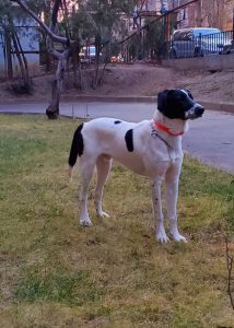 “ძაღლი იყო ნაცემი, ნაშიმშილები… იმ ავაზაკებს არ შევარჩენ! დასახურია მათი კანტორა” – რა მოხდა კინოლოგიურ სკოლაში?