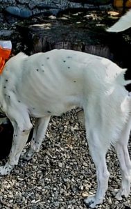 “ძაღლი იყო ნაცემი, ნაშიმშილები… იმ ავაზაკებს არ შევარჩენ! დასახურია მათი კანტორა” – რა მოხდა კინოლოგიურ სკოლაში?