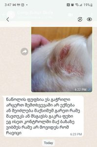 “ძაღლი იყო ნაცემი, ნაშიმშილები… იმ ავაზაკებს არ შევარჩენ! დასახურია მათი კანტორა” – რა მოხდა კინოლოგიურ სკოლაში?