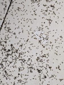 “იჯდა მოლარე მწერების ბუდეში, გამყიდველი იატაკიდან დახლზე ალაგებდა პროდუქტებს” – შემზარავი ფოტოები წალენჯიხის “ლიბრედან"