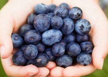 მოცვის  სასარგებლო თვისებები