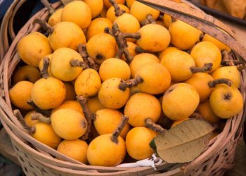 მუშმალის სასარგებლო თვისებები