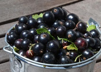 მოცხარის სასარგებლო თვისებები