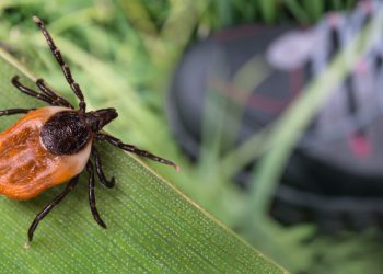 თუ ტანზე ტკიპა შენიშნეთ – არ დაიბნეთ და მიჰყევით ინსტრუქციას