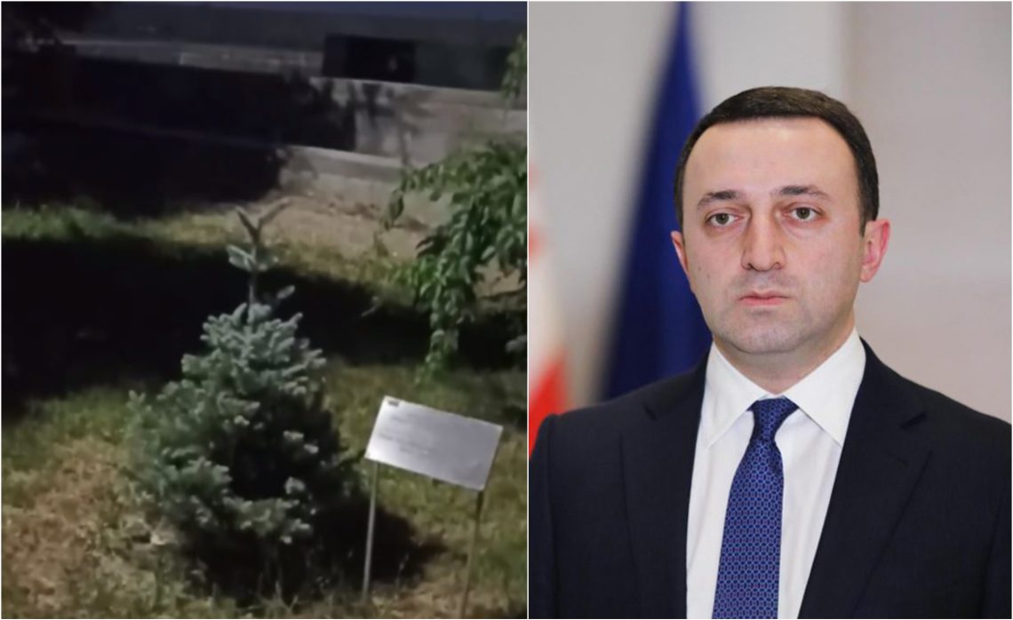 VIDEO: რატომ არ იზრდება ირაკლი ღარიბაშვილის მიერ 9 წლის წინ დარგული ნაძვი – სახალისო ვიდეო, რომელმაც ინტერნეტი მოიცვა