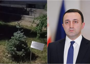 VIDEO: რატომ არ იზრდება ირაკლი ღარიბაშვილის მიერ 9 წლის წინ დარგული ნაძვი – სახალისო ვიდეო, რომელმაც ინტერნეტი მოიცვა