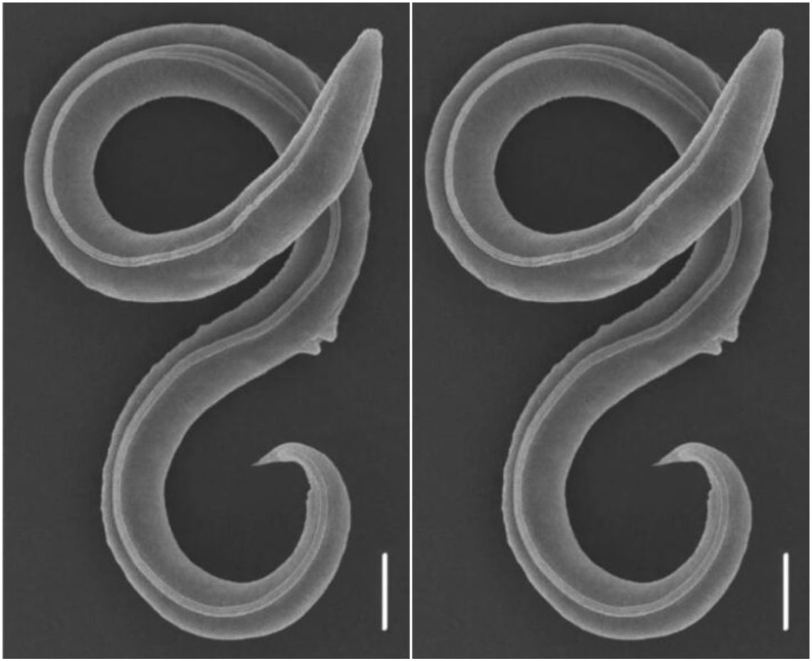 ქართველი მეცნიერის ხელმძღვანელობით, მეცნიერებმა 46 000 წლის წინ გაყინული ჭია გააცოცხლეს