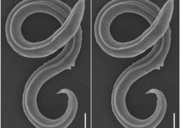 ქართველი მეცნიერის ხელმძღვანელობით, მეცნიერებმა 46 000 წლის წინ გაყინული ჭია გააცოცხლეს