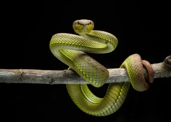 რატომ არ ბინადრობენ ირლანდიაში გველები