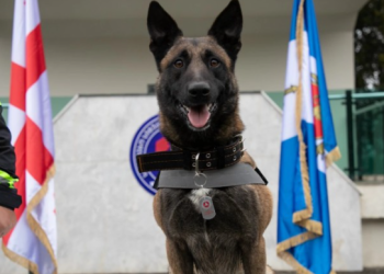 “სტიქიის ზონაში კინოლოგთა ჯგუფი, სპეციალურად გაწვრთნილი ძაღლებით მუშაობენ” – შსს