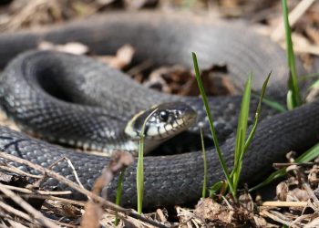 რუსთავში 48 გველი დაიჭირეს, მათ შორის შხამიანები