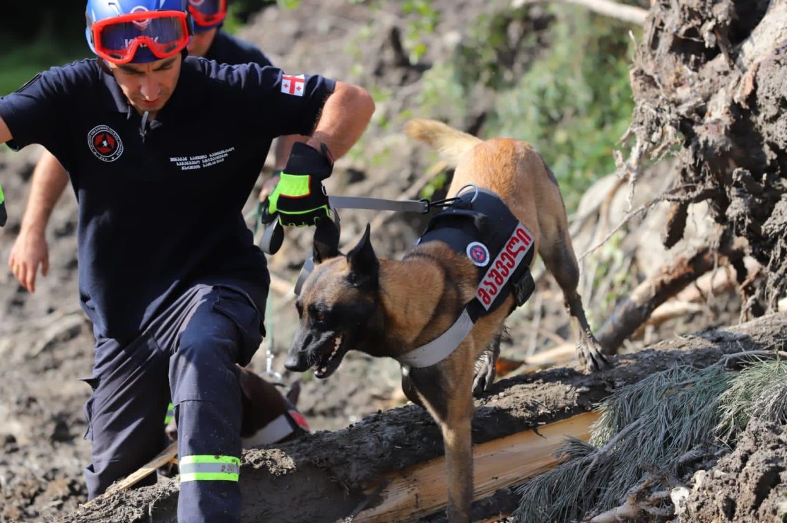 ყველასთვის ცნობილი ძაღლი ტინტო სტიქიის ეპიცენტრში – ოთხფეხა მაშველი დაკარგული ადამიანების ძებნაშია ჩართული