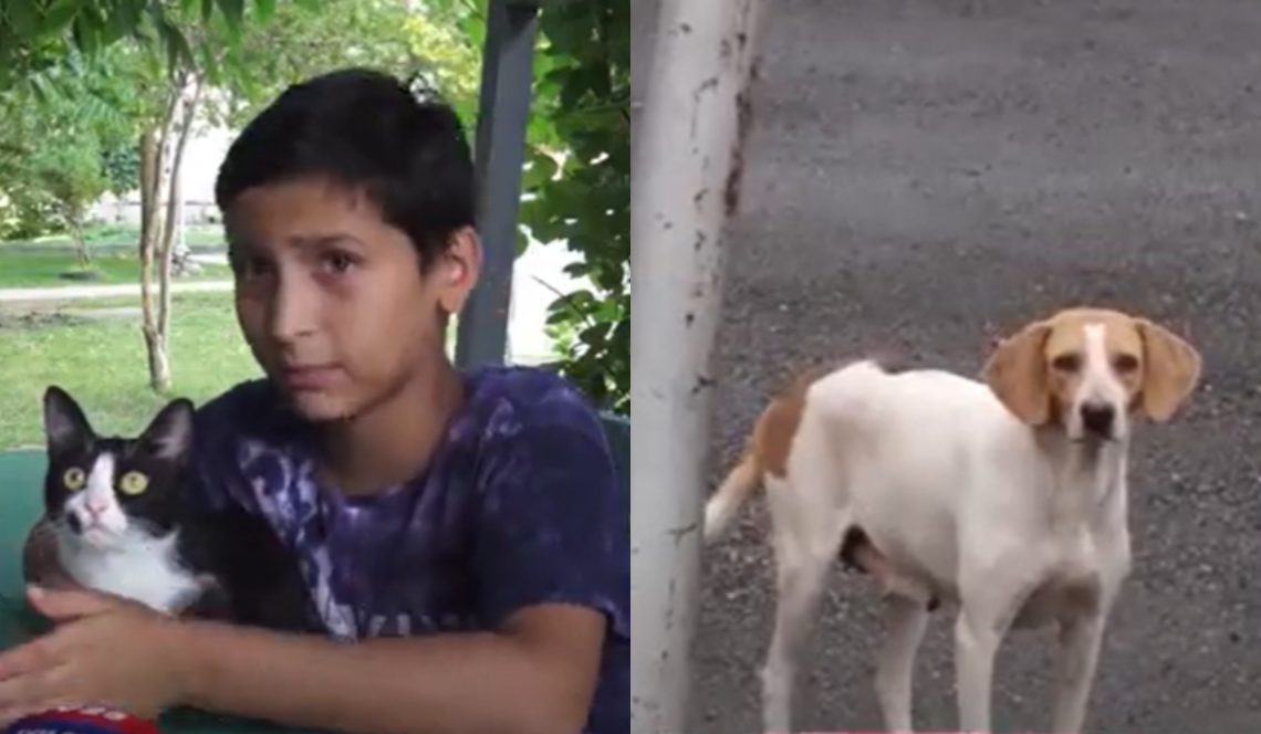 🎥 “ისინი აკეთებენ ყველაფერს რათა მიუსაფარი ცხოველების ყოფა ჩვენს ქვეყანაში გაუმჯობესდეს” – მოხალისეები, რომლებიც მიუსაფარ ცხოველებზე უანგაროდ ზრუნავენ