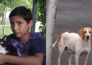 🎥 “ისინი აკეთებენ ყველაფერს რათა მიუსაფარი ცხოველების ყოფა ჩვენს ქვეყანაში გაუმჯობესდეს” – მოხალისეები, რომლებიც მიუსაფარ ცხოველებზე უანგაროდ ზრუნავენ