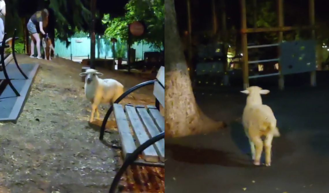 VIDEO: “რუსთაველზე ცხვარი გამოექცათ” – რა ვიდეო ვრცელდება სოციალურ ქსელში