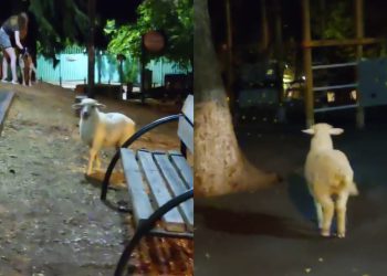 VIDEO: “რუსთაველზე ცხვარი გამოექცათ” – რა ვიდეო ვრცელდება სოციალურ ქსელში