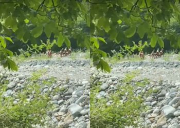 🎥 22-ე ცხედარი სტიქიის ზონაში – ინტერნეტში ვიდეო კადრები ვრცელდება