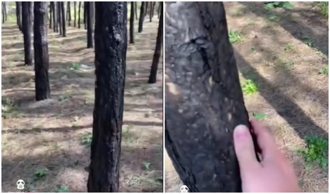 დამწვარი ხეები ატენის ხეობაში – რა საგანგაშო ვიდეო ვრცელდება სოციალურ ქსელში